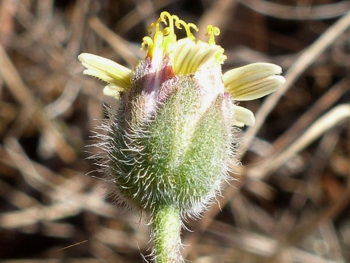 Tridax procumbens