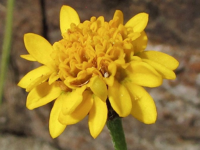 Tridax coronopifolia