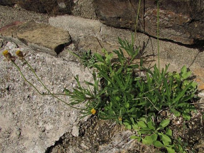 Tridax coronopifolia