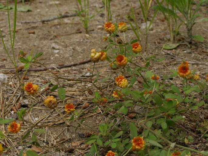 Trifolium boissieri