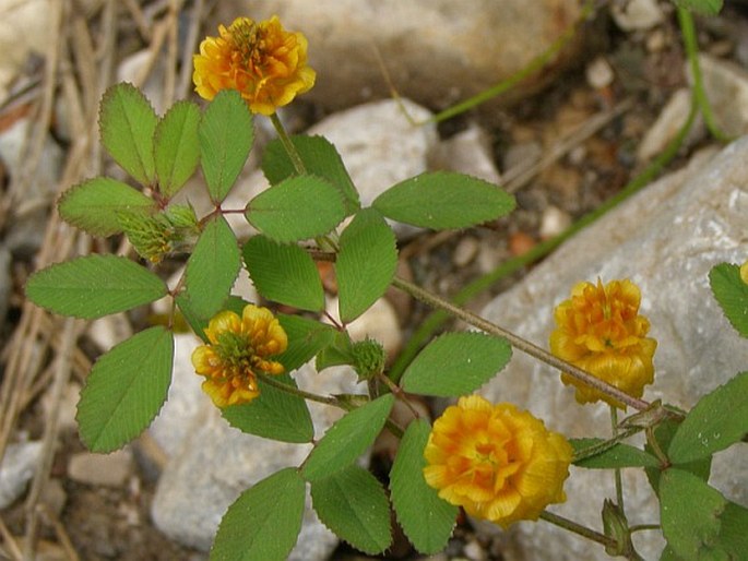 Trifolium boissieri