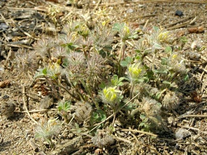 Trifolium cherleri