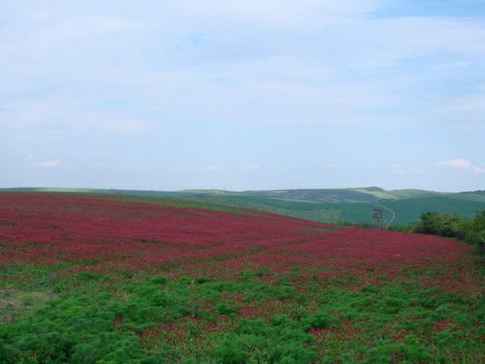 Trifolium incarnatum