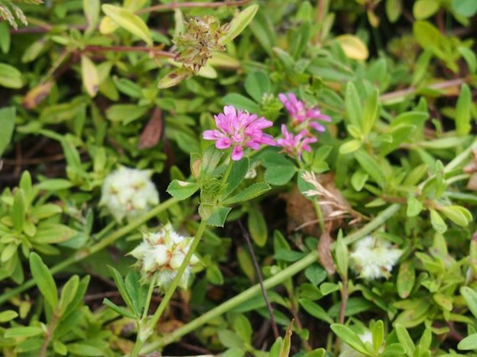 Trifolium resupinatum