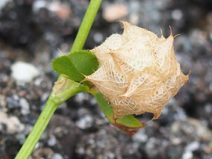 Trifolium resupinatum