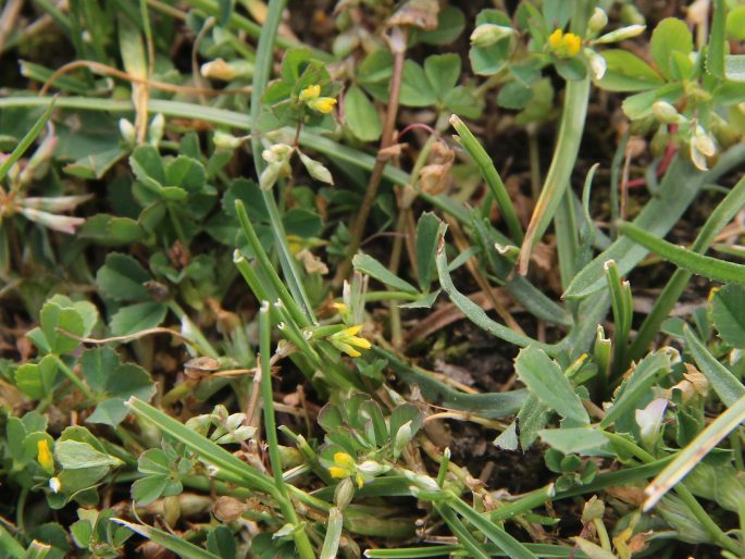 Trifolium micranthum