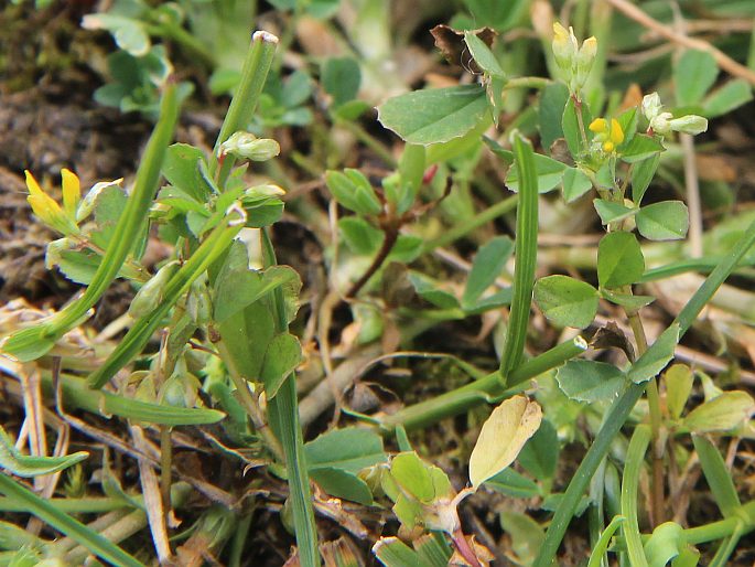 Trifolium micranthum