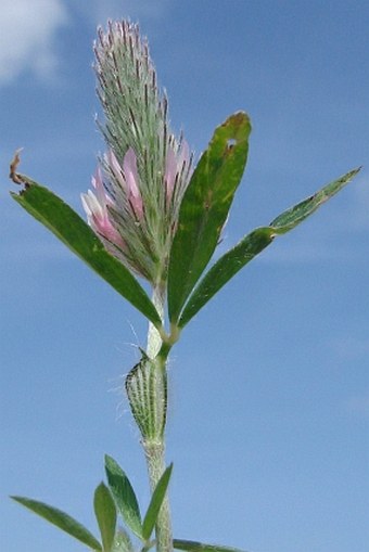 Trifolium pamphylicum