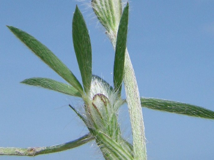 Trifolium pamphylicum