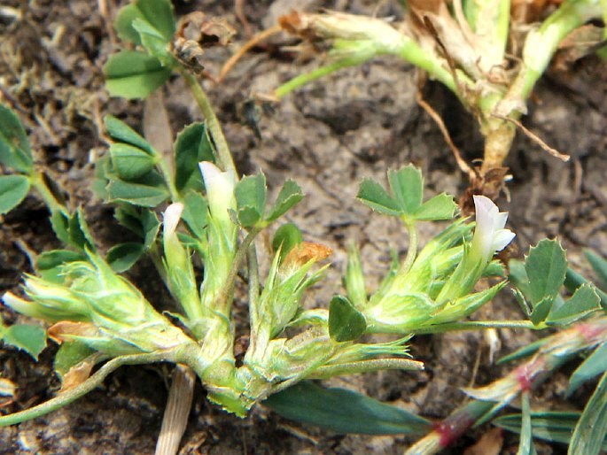 Trifolium ornithopodioides