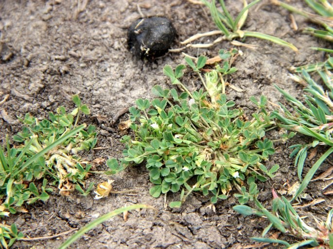 Trifolium ornithopodioides