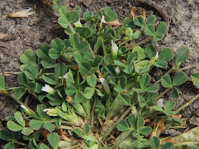 Trifolium ornithopodioides