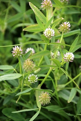 Trifolium strictum