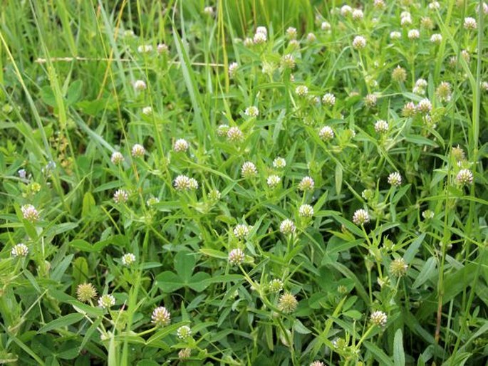 Trifolium strictum