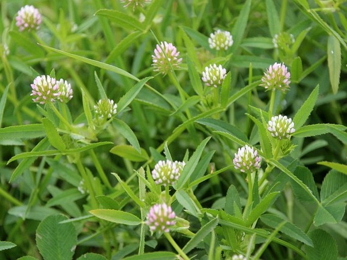 Trifolium strictum