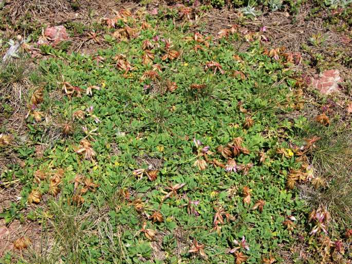 Trifolium pilczii