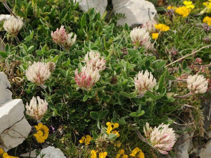 Trifolium noricum subsp. praetutianum