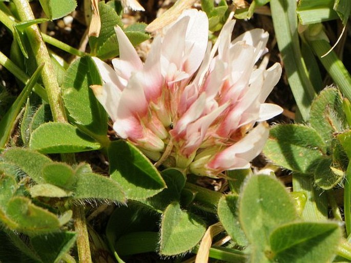 Trifolium noricum subsp. praetutianum