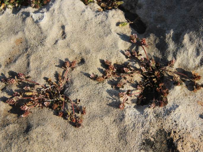 Trifolium scabrum