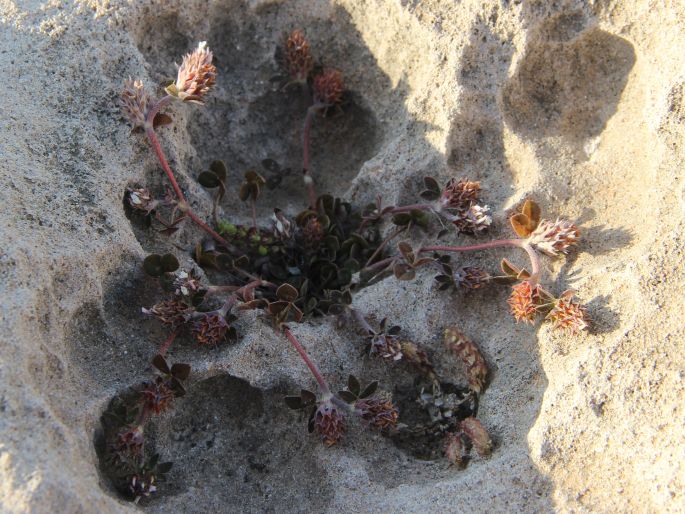 Trifolium scabrum