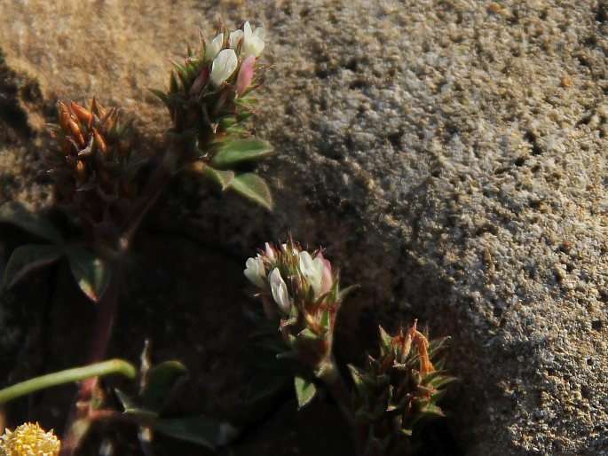 Trifolium scabrum