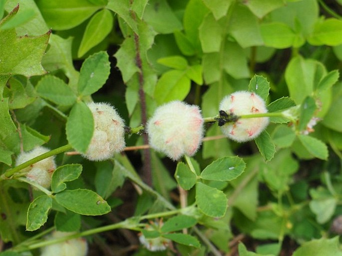 Trifolium tomentosum