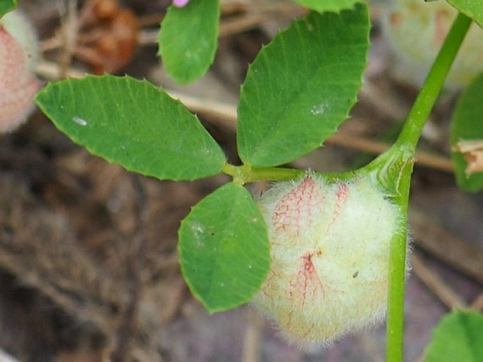 Trifolium tomentosum