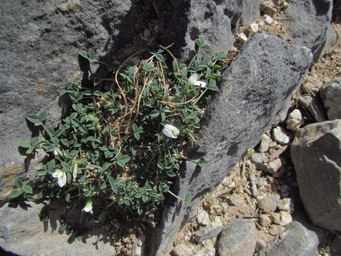 Trifolium uniflorum