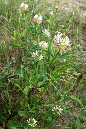 Trifolium vesiculosum