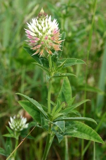 Trifolium vesiculosum