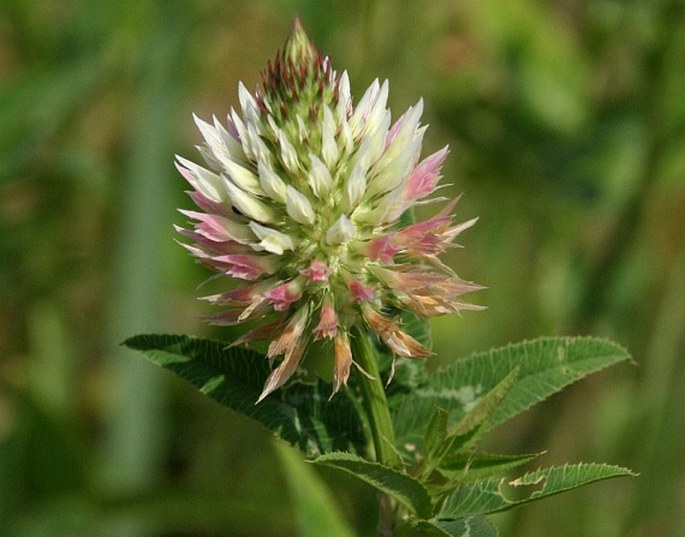 Trifolium vesiculosum