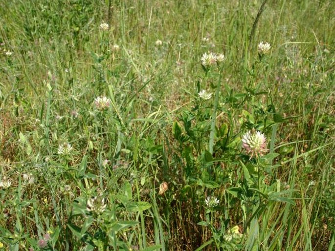 Trifolium vesiculosum