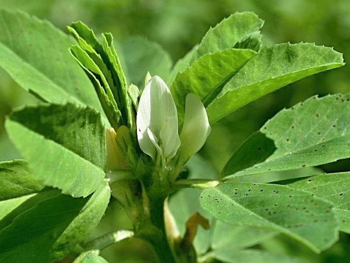 Trigonella foenum-graecum