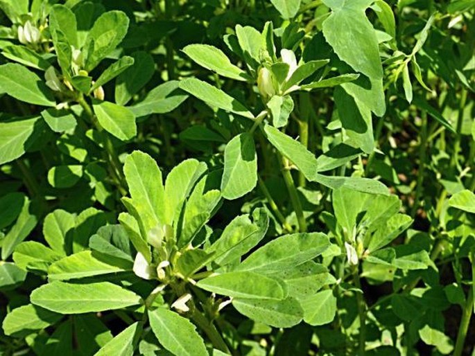 Trigonella foenum-graecum