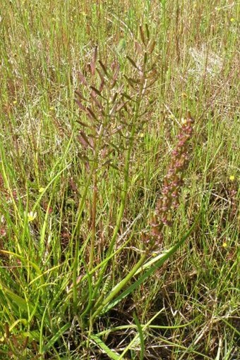 Triglochin bulbosa