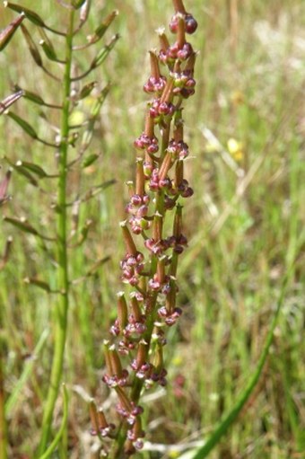 TRIGLOCHIN BULBOSA L. – bařička / barička | BOTANY.cz