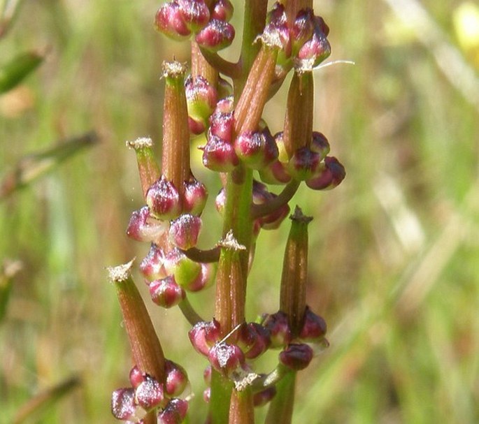 TRIGLOCHIN BULBOSA L. - bařička / barička