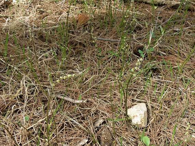 TRIGLOCHIN LAXIFLORA Guss. - bařička / barička