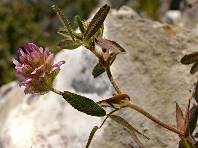 Trifolium grandiflorum