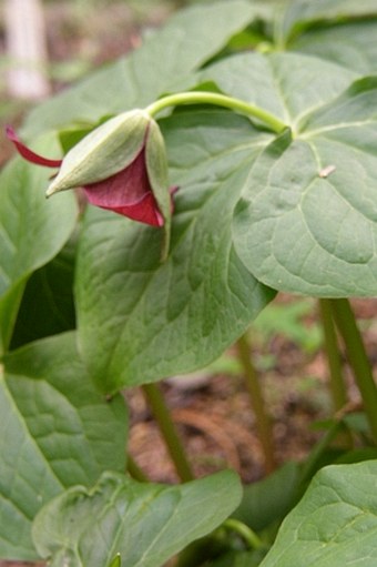 Trillium erectum