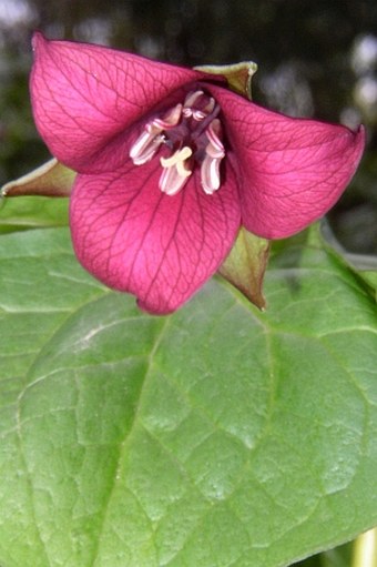 Trillium erectum