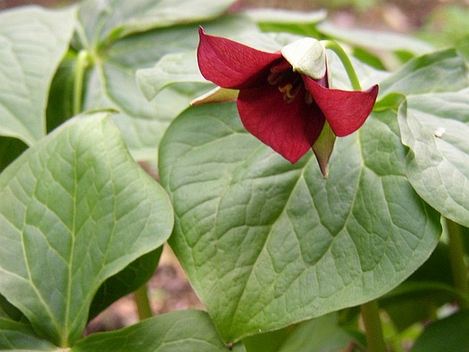 TRILLIUM ERECTUM L.