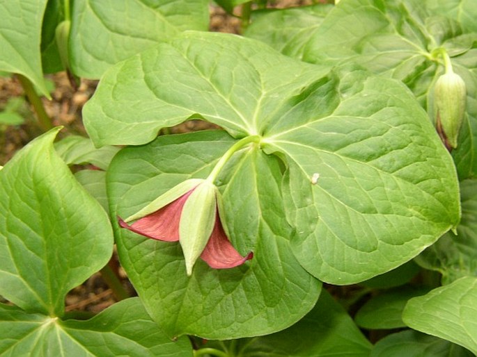 Trillium erectum