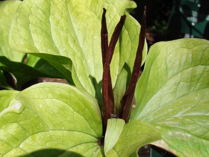 Trillium angustipetalum