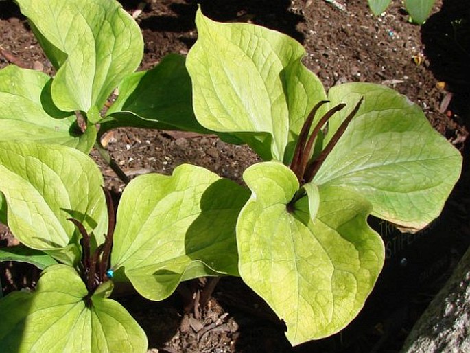 Trillium angustipetalum