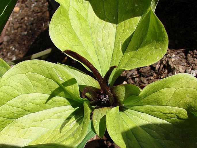 TRILLIUM ANGUSTIPETALUM (Torr.) J. D. Freeman - trojčetka