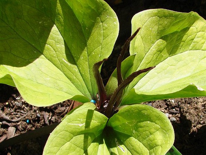 Trillium angustipetalum