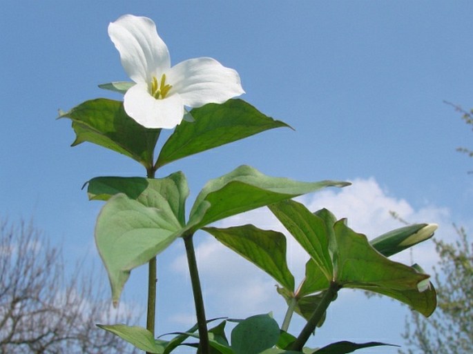 TRILLIUM GRANDIFLORUM (Michx.) Salisb. - trojčetka