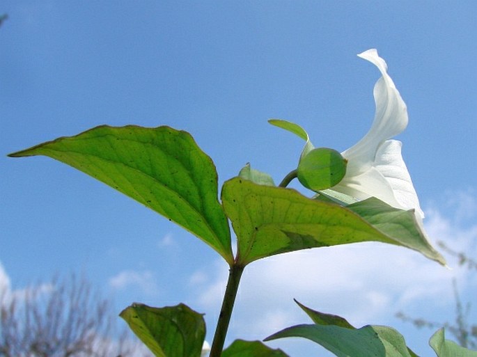 Trillium grandiflorum