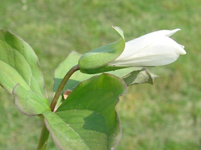 Trillium grandiflorum